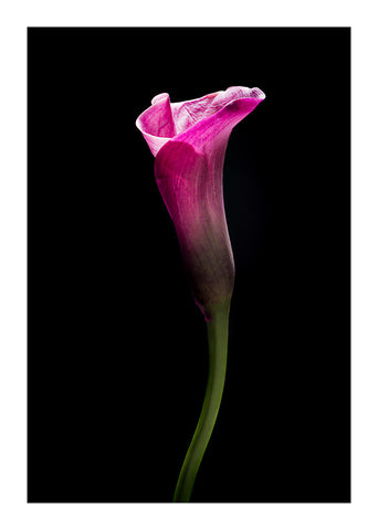 "Flaming Calla" by Adam Durst