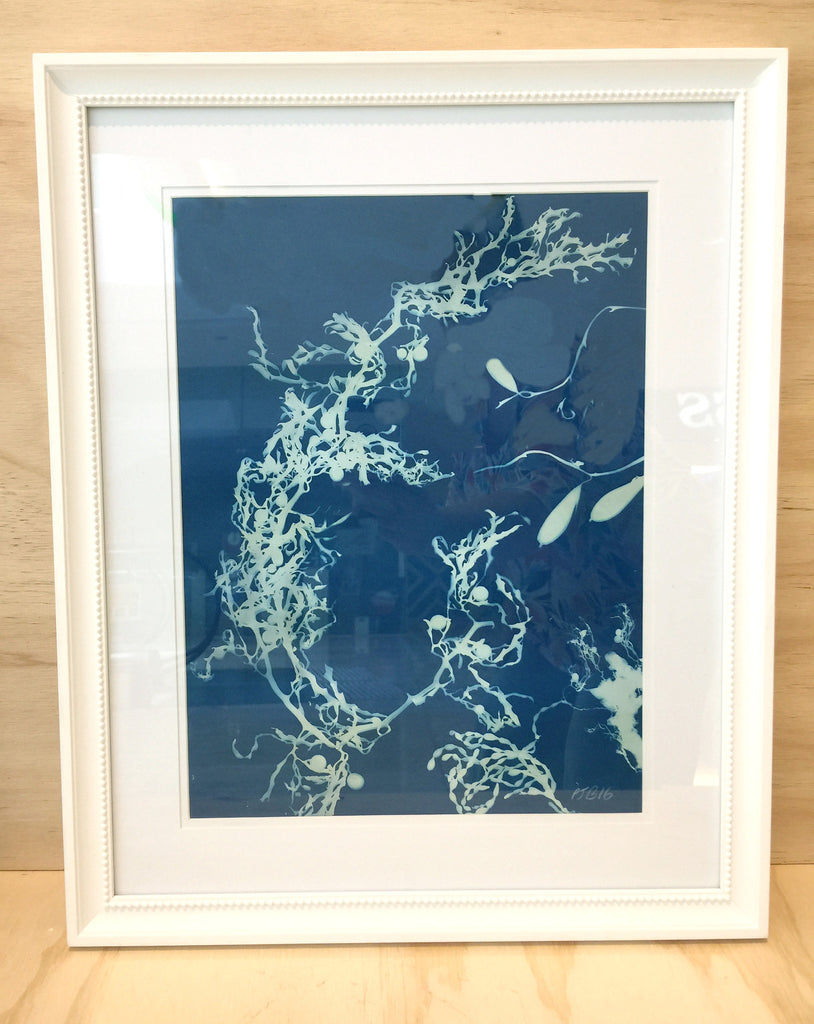 Cyanotype (Framed) by Emma sirona-Macdonald