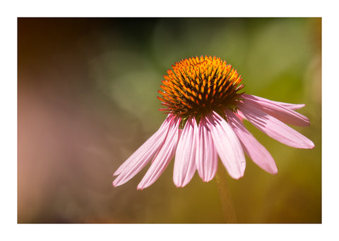 "Echinacea" by Adam Durst
