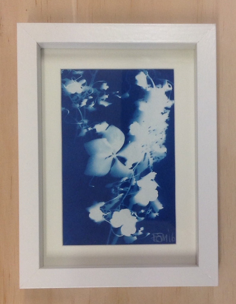 Floral Cyantotype (framed) by Emma Sirona-Macdonald