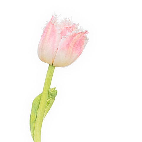"Frocked Up" by Adam Durst