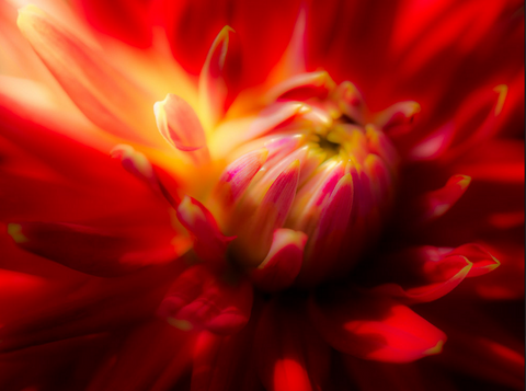 "Passion" by Adam Durst