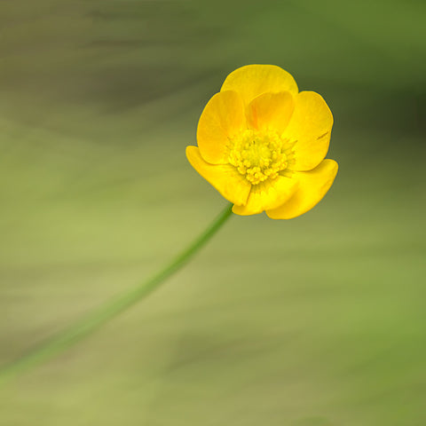 #Sale Item "Madame Buttercup" by Adam Durst